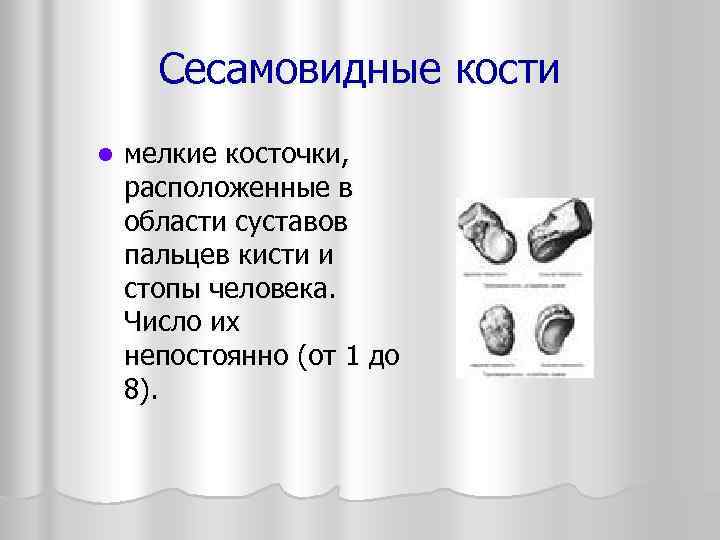  Сесамовидные кости l  мелкие косточки, расположенные в области суставов пальцев кисти и