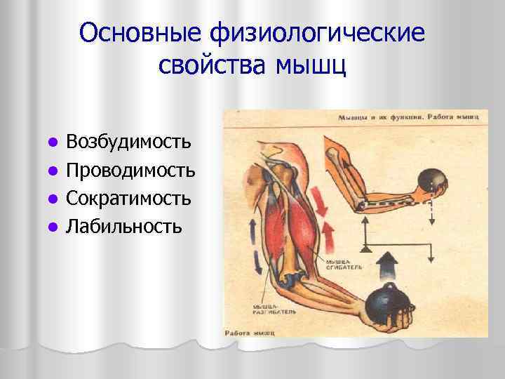  Основные физиологические  свойства мышц l  Возбудимость l  Проводимость l 