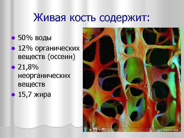  Живая кость содержит: l  50% воды l  12% органических веществ