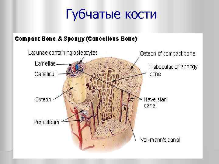 Укажите губчатые кости. Строение губчатой кости человека. Губчатая кость строение. Схема губчатой кости кости. Губчатый.
