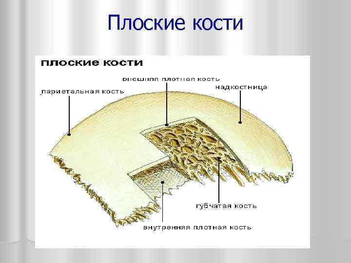Плоские кости 