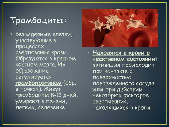 Тромбоциты:  • Безъядерные клетки,  участвующие в  процессах  свертывания крови. 