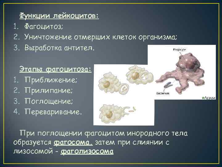  Функции лейкоцитов: 1. Фагоцитоз; 2. Уничтожение отмерших клеток организма; 3. Выработка антител. Этапы