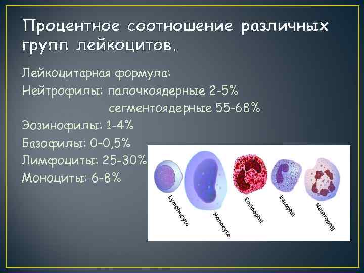 Процентное соотношение различных групп лейкоцитов. Лейкоцитарная формула: Нейтрофилы: палочкоядерные 2 -5%   сегментоядерные