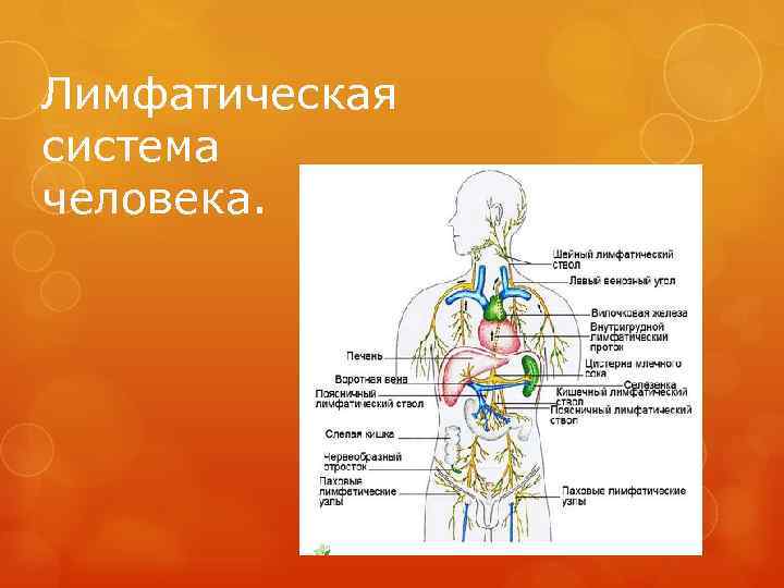 Лимфатическая система человека. 