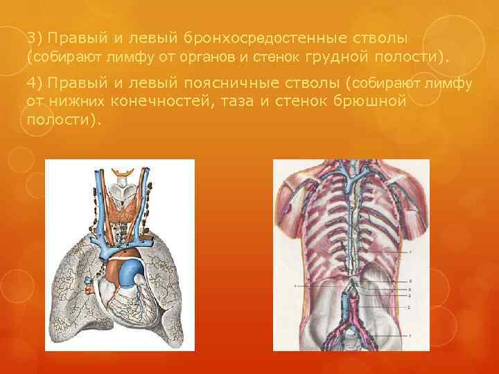 3) Правый и левый бронхосредостенные стволы (собирают лимфу от органов и стенок грудной полости).