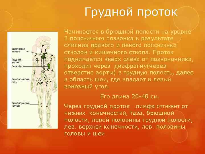  Грудной проток Начинается в брюшной полости на уровне 2 поясничного позвонка в результате