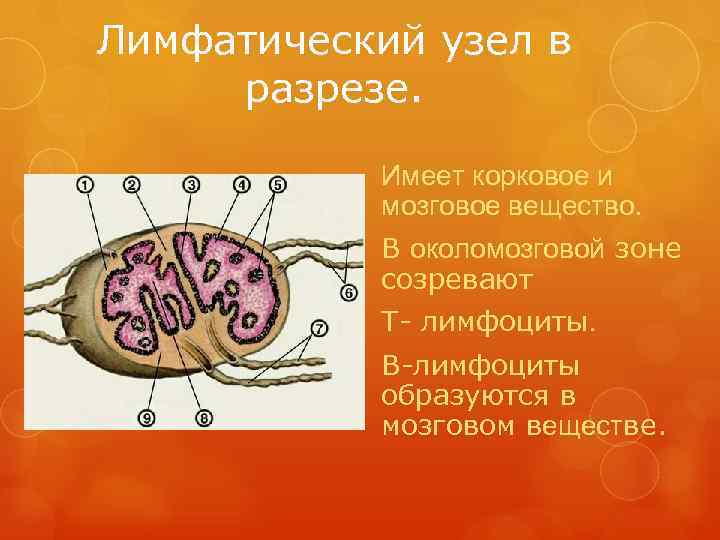 Лимфатический узел в разрезе.   Имеет корковое и  мозговое вещество.  