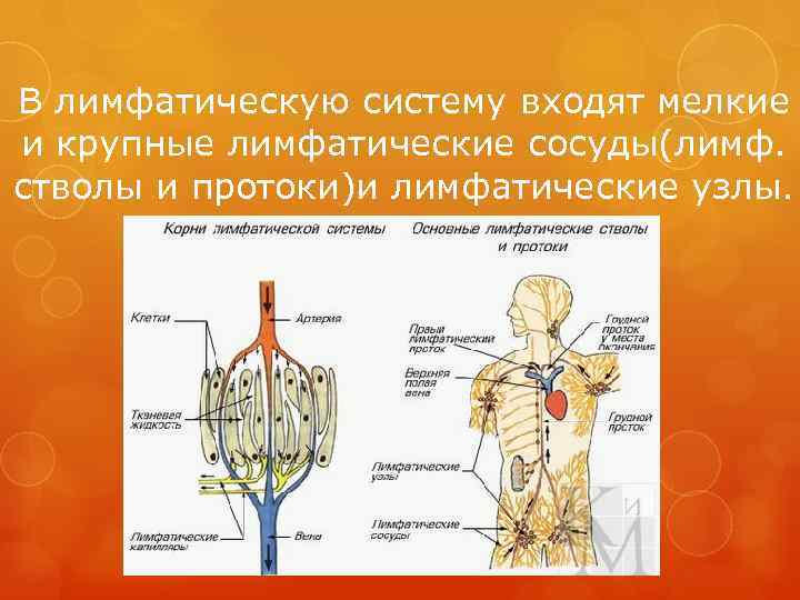 В лимфатическую систему входят мелкие и крупные лимфатические сосуды(лимф. стволы и протоки)и лимфатические узлы.