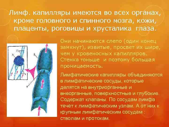Лимф. капилляры имеются во всех органах,  кроме головного и спинного мозга, кожи, 