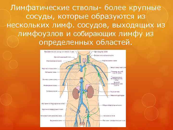  Лимфатические стволы- более крупные сосуды, которые образуются из нескольких лимф. сосудов, выходящих из
