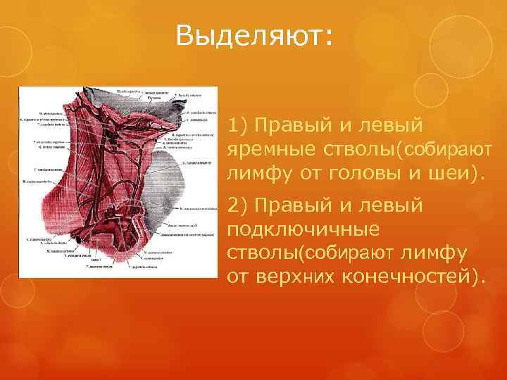 Выделяют: 1) Правый и левый  яремные стволы(собирают  лимфу от головы и шеи).