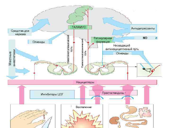      ТАЛАМУС     Антидепрессанты  Средства для