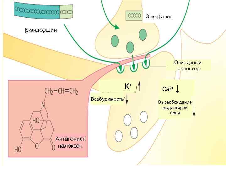        Энкефалин β-эндорфин     Опиоидный