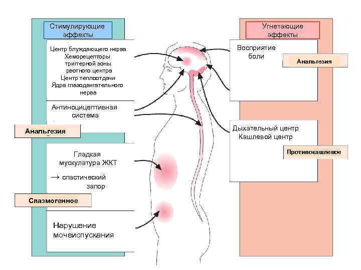  Стимулирующие    Угнетающие   эффекты  Центр блуждающего нерва 