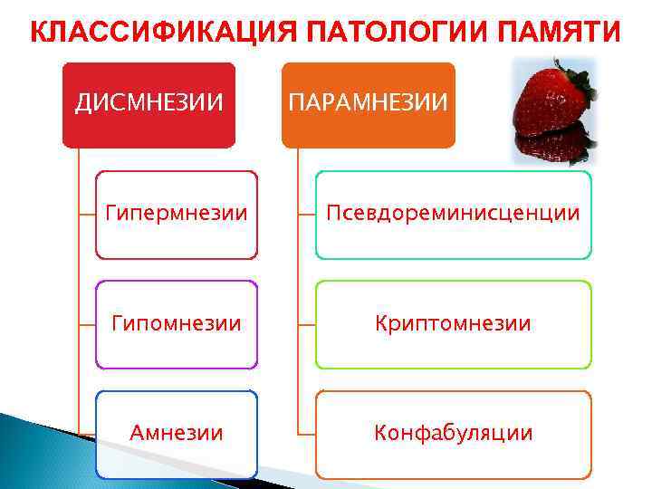 КЛАССИФИКАЦИЯ ПАТОЛОГИИ ПАМЯТИ  ДИСМНЕЗИИ ПАРАМНЕЗИИ  Гипермнезии Псевдореминисценции   Гипомнезии  Криптомнезии