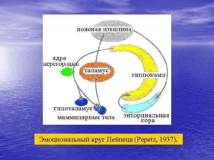 Эмоциональный круг Пейпеца (Pepetz, 1937). 