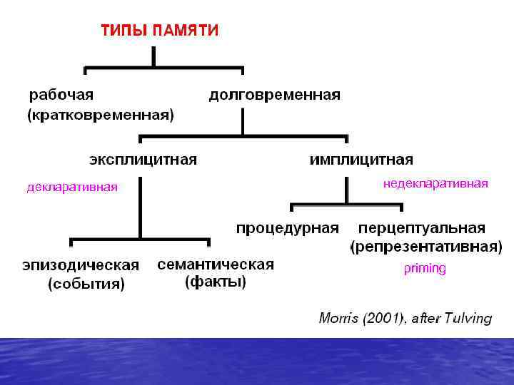 декларативная  недекларативная    priming 