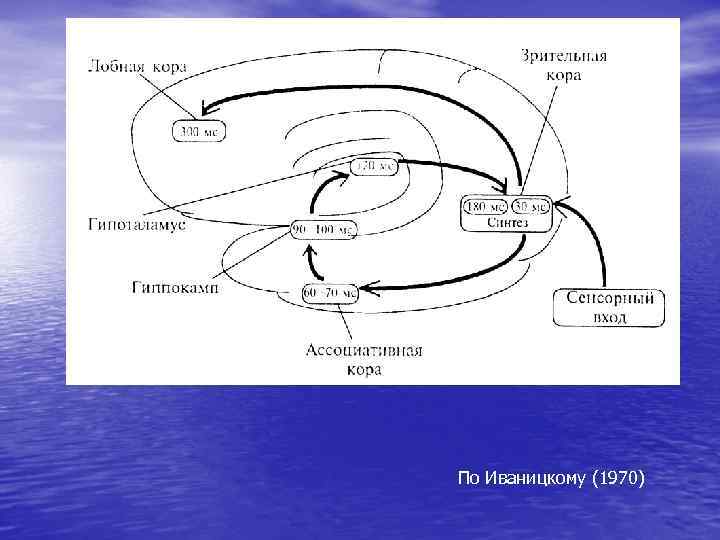По Иваницкому (1970) 