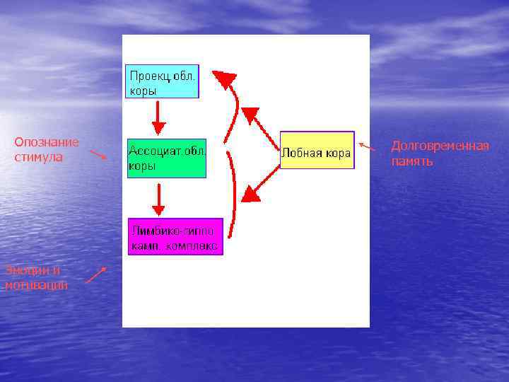  Опознание  Долговременная стимула память Эмоции и мотивации 