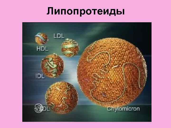 Липопротеиды 
