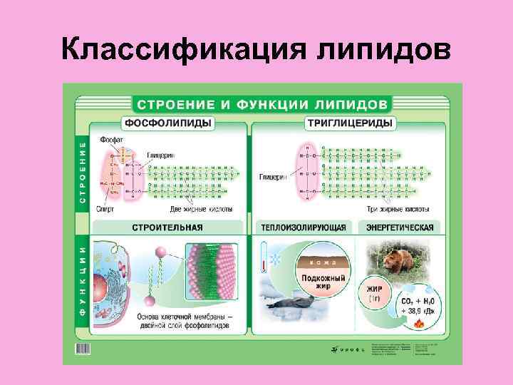 Классификация липидов 