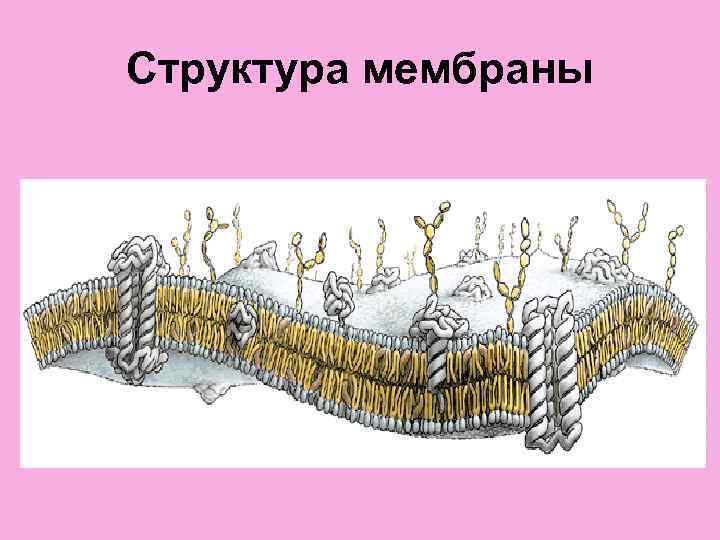 Структура мембраны 