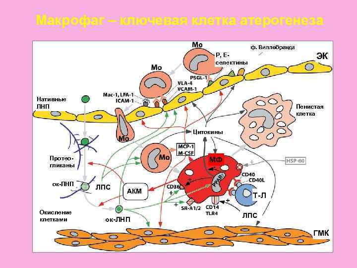 Макрофаг – ключевая клетка атерогенеза    ф. Виллебранда    