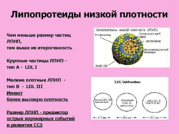  Липопротеиды низкой плотности Чем меньше размер частиц ЛПНП, тем выше их атерогенность Крупные