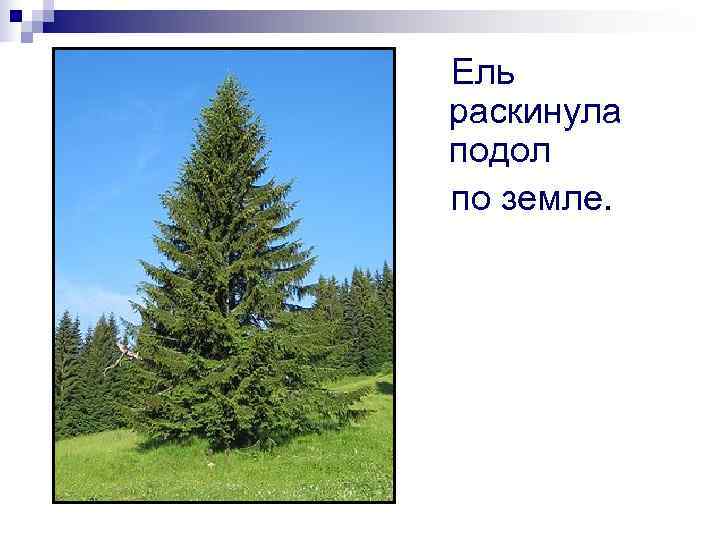 Ель раскинула подол по земле. 