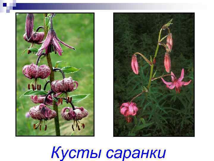 Кусты cаранки 