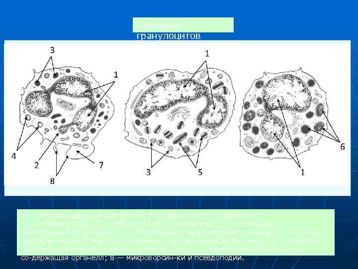Cтроение Cтроение