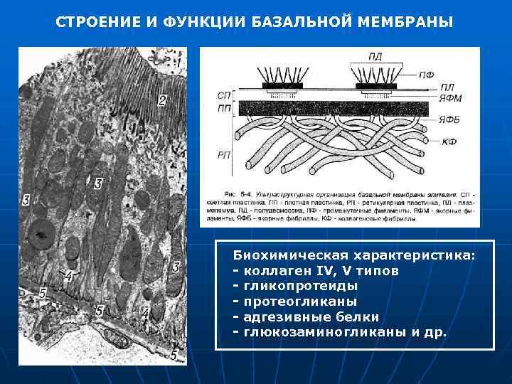 СТРОЕНИЕ И ФУНКЦИИ БАЗАЛЬНОЙ МЕМБРАНЫ     Биохимическая характеристика:   -