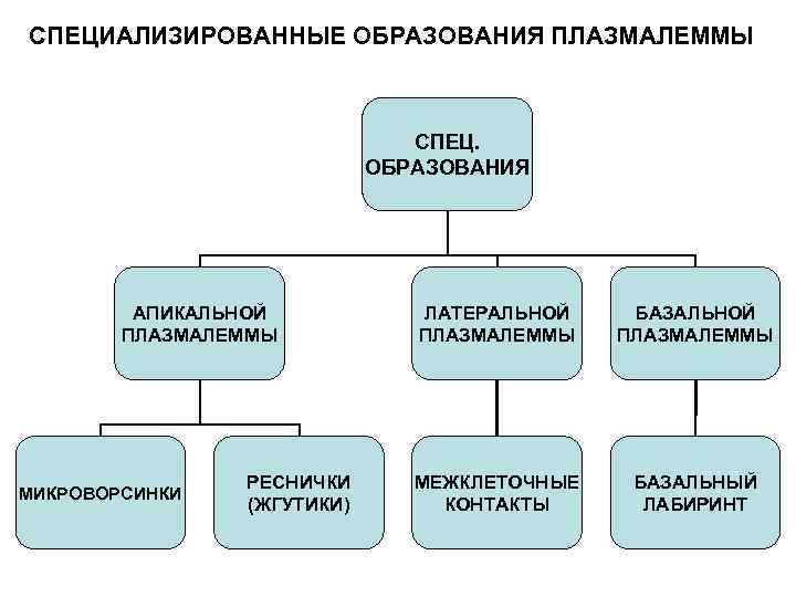 СПЕЦИАЛИЗИРОВАННЫЕ ОБРАЗОВАНИЯ ПЛАЗМАЛЕММЫ      СПЕЦ.     ОБРАЗОВАНИЯ