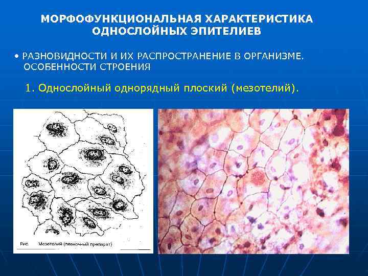   МОРФОФУНКЦИОНАЛЬНАЯ ХАРАКТЕРИСТИКА  ОДНОСЛОЙНЫХ ЭПИТЕЛИЕВ  • РАЗНОВИДНОСТИ И ИХ РАСПРОСТРАНЕНИЕ В
