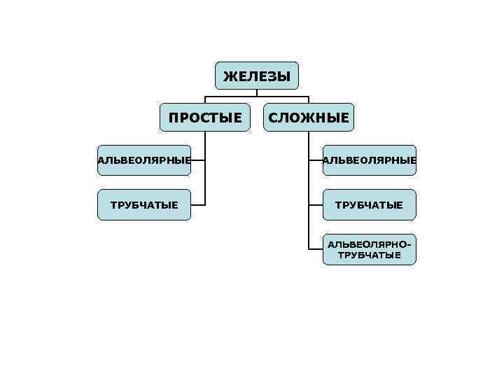     ЖЕЛЕЗЫ  ПРОСТЫЕ  СЛОЖНЫЕ  АЛЬВЕОЛЯРНЫЕ ТРУБЧАТЫЕ  