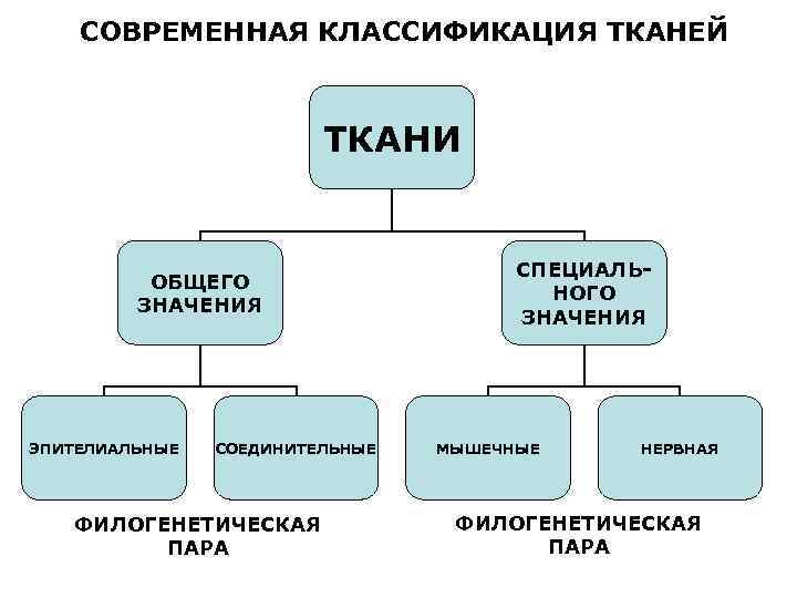   СОВРЕМЕННАЯ КЛАССИФИКАЦИЯ ТКАНЕЙ     ТКАНИ    
