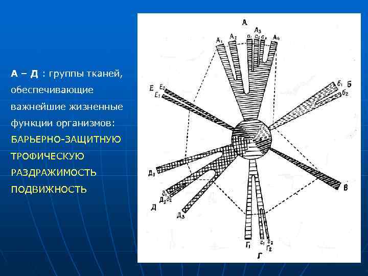 А – Д : группы тканей, обеспечивающие важнейшие жизненные функции организмов: БАРЬЕРНО ЗАЩИТНУЮ ТРОФИЧЕСКУЮ