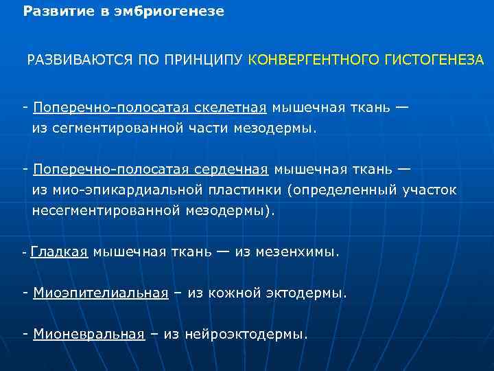 Развитие в эмбриогенезе РАЗВИВАЮТСЯ ПО ПРИНЦИПУ КОНВЕРГЕНТНОГО ГИСТОГЕНЕЗА - Поперечно-полосатая скелетная мышечная Развитие в эмбриогенезе РАЗВИВАЮТСЯ ПО ПРИНЦИПУ КОНВЕРГЕНТНОГО ГИСТОГЕНЕЗА - Поперечно-полосатая скелетная мышечная