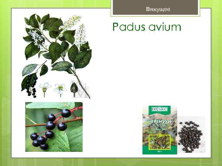  Вяжущее  Padus avium 