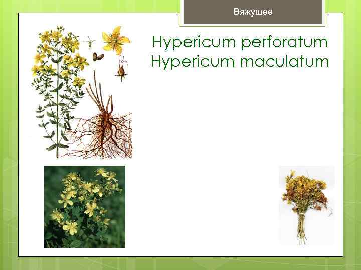   Вяжущее  Hypericum perforatum Hypericum maculatum 