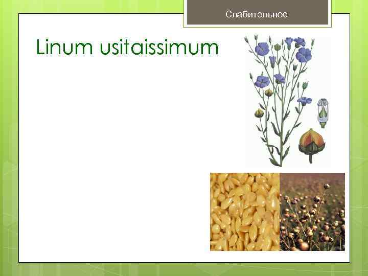      Слабительное  Linum usitaissimum 
