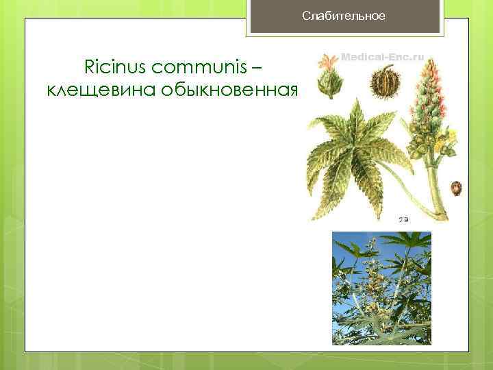      Слабительное  Ricinus communis – клещевина обыкновенная 