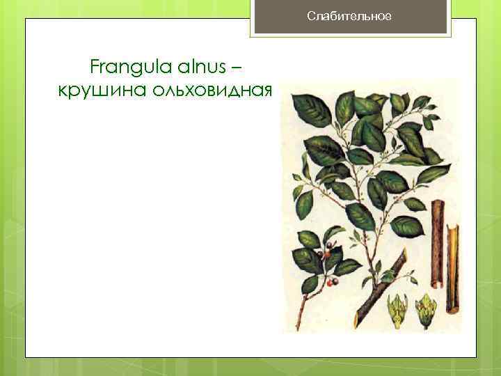      Слабительное  Frangula alnus – крушина ольховидная 
