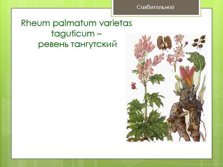      Слабительное  Rheum palmatum varietas taguticum –  ревень