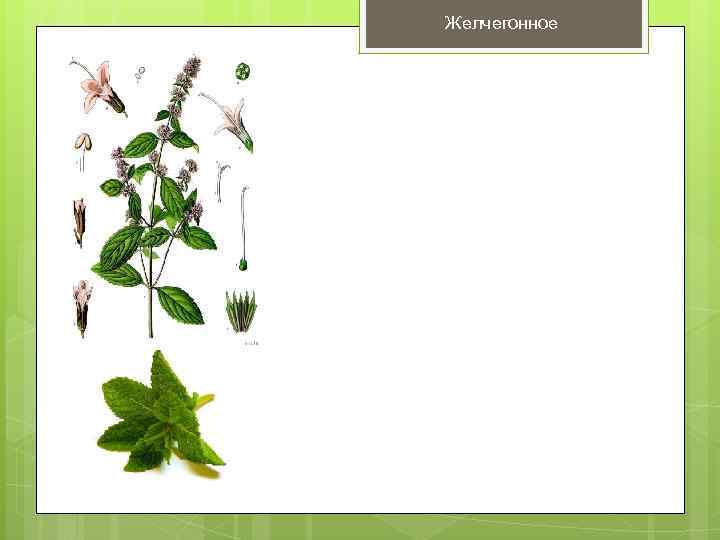 Желчегонное 