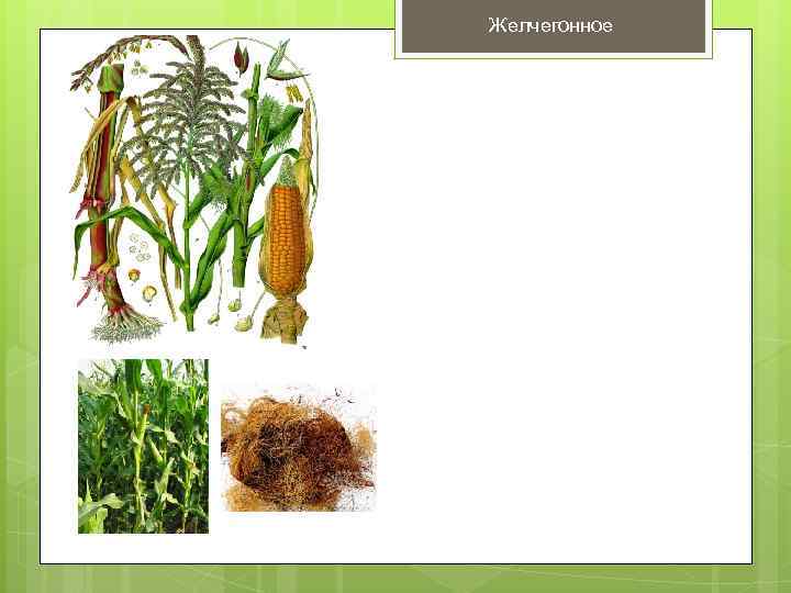 Желчегонное 