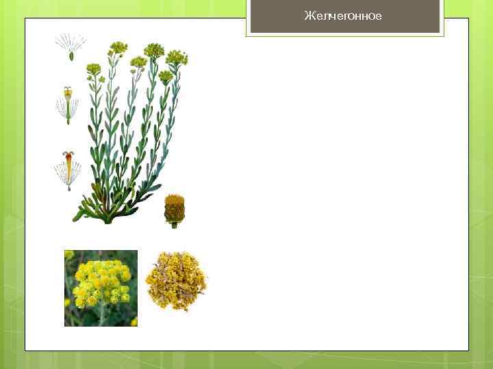 Желчегонное 