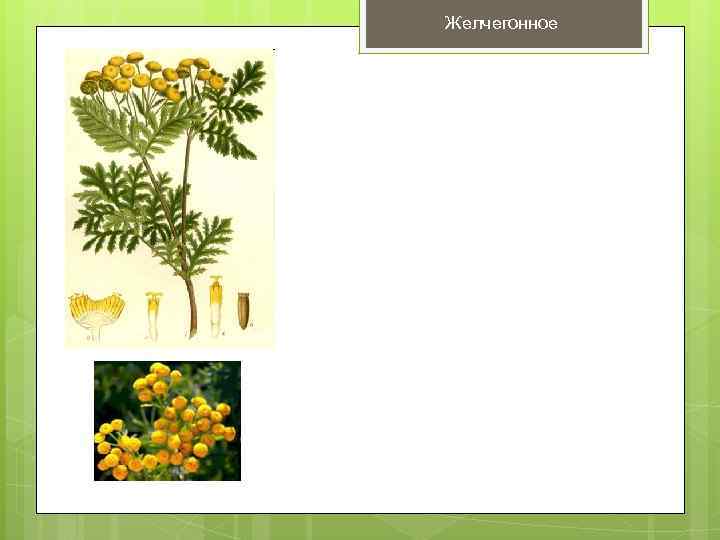 Желчегонное 