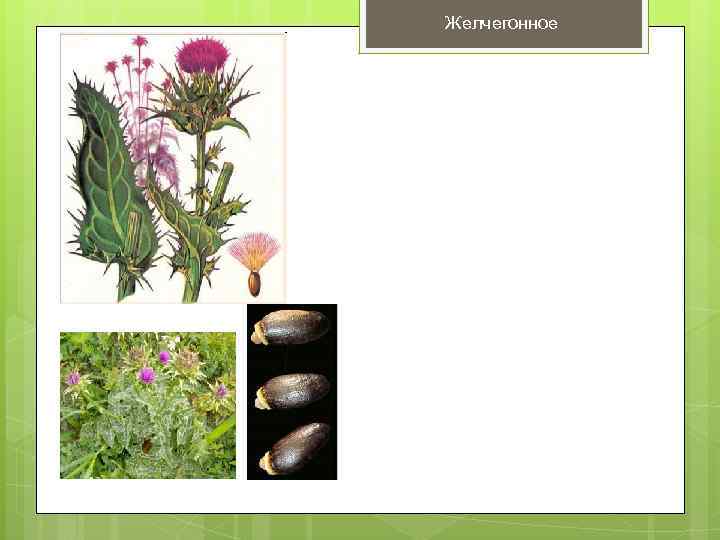 Желчегонное 